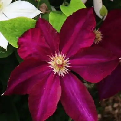 Клематис МАЗОВШЕ в Пинске