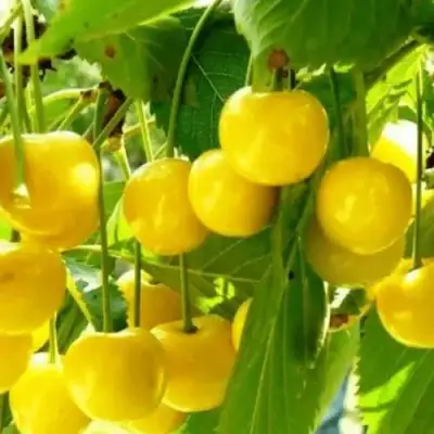 Черешня ПОДСНЕЖНИК в Пинске