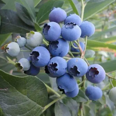 Голубика ЛЕГАЦИЯ в Пинске