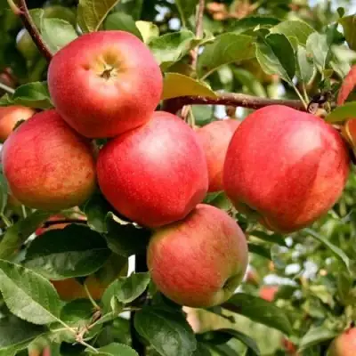 Яблоня ГАЛА МАСТ в Пинске