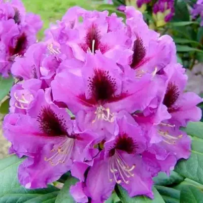 Рододендрон РАСПУТИН в Пинске