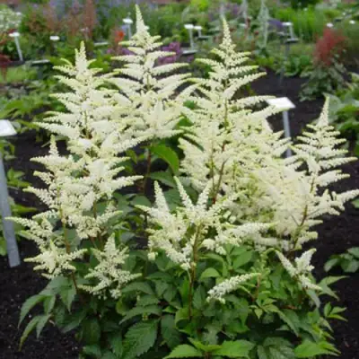 Астильба БРАУТШЛЕЙЕР Арендса в Пинске