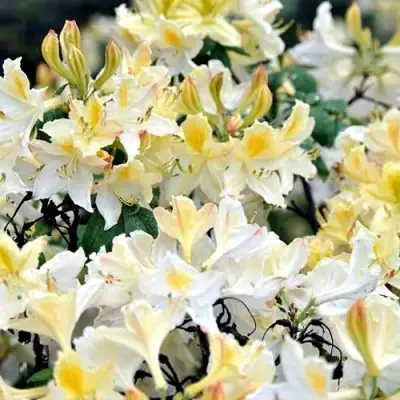 Азалия ДАВИЗИ листопадная в Пинске