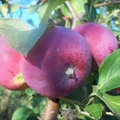 Яблоня СЕРЕБРЯНОЕ КОПЫТЦЕ в Пинске