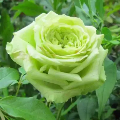 Роза СУПЕР ГРИН чайно-гибридная в Пинске