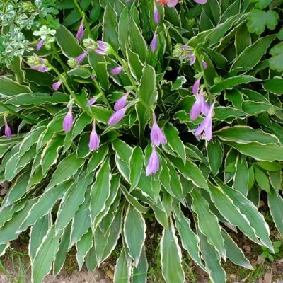 Хоста СТИЛЕТТО гибридная в Пинске