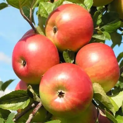 Яблоня ФРИДОМ в Пинске