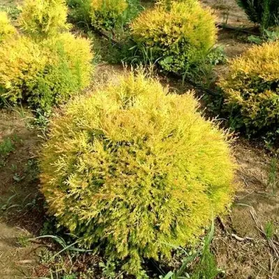 Туя ГЛОБОЗА АУРЕА западная в Пинске