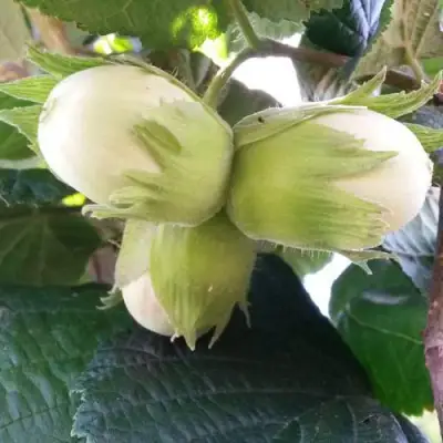 Фундук ЮННАТ в Пинске