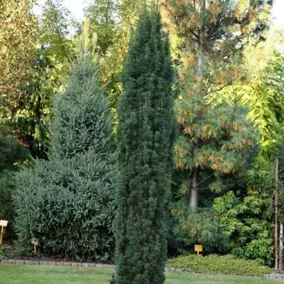 Тис ВОЙТЕК средний  в Пинске