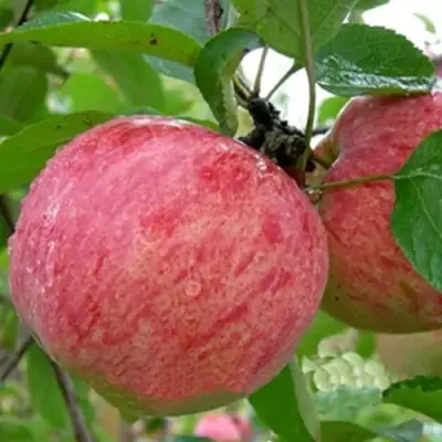 Яблоня ШТРИФЕЛЬ в Пинске