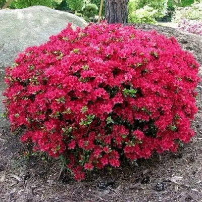 Азалия КАНЗОНЕТТА японская в Пинске