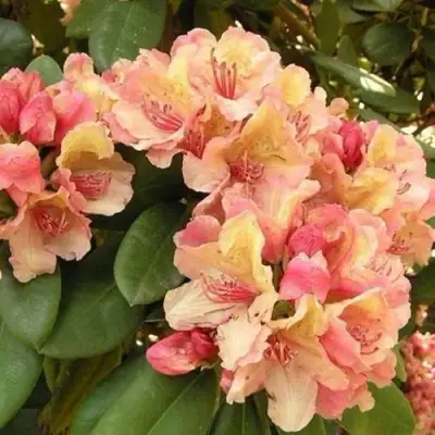 Рододендрон ФЛАУТАНДО в Пинске