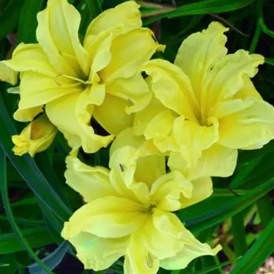 Лилейник ДАБЛ РИВЕР ВАЙ гибридный в Пинске