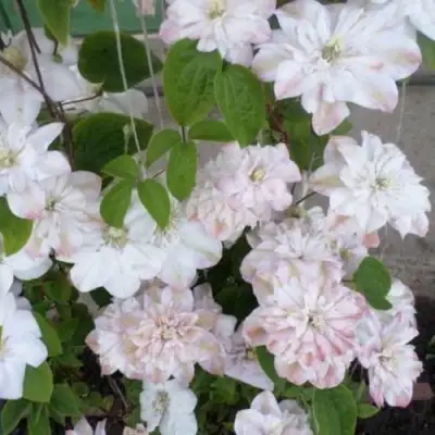 Клематис ИННОСЕНТ БЛАШ в Пинске