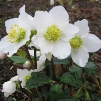 Морозник ЧЕРНЫЙ в Пинске