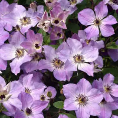 Клематис МОНИНГ СКАЙ в Пинске