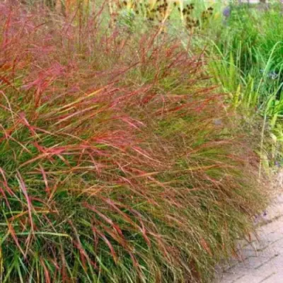 Просо ШЕНАНДО прутьевидное в Пинске