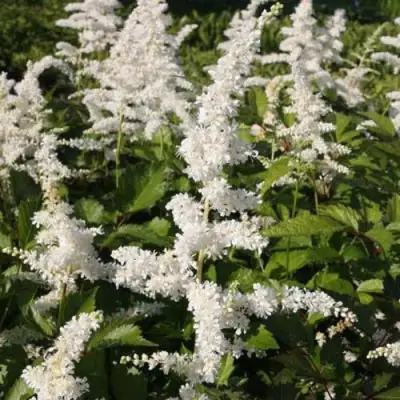 Астильба ДОЙЧЛАНД японская в Пинске