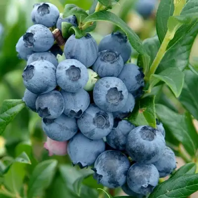 Голубика ХАРДИБЛЮ в Пинске