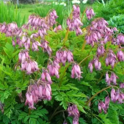 Дицентра изящная в Пинске