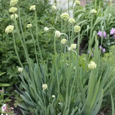 Лук слизун в Пинске