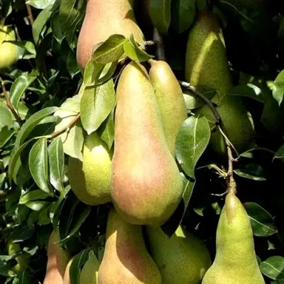 Груша КОНКОРД в Пинске