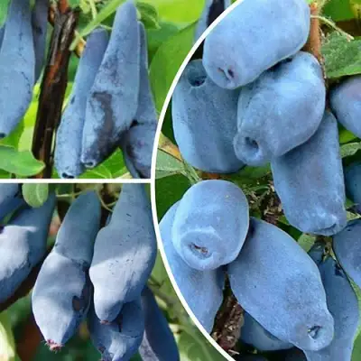 Комплект СИЯНИЕ ГЛАЗ в Пинске