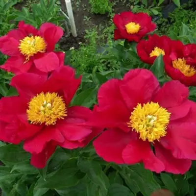 Пион АМЕРИКА травянистый в Пинске