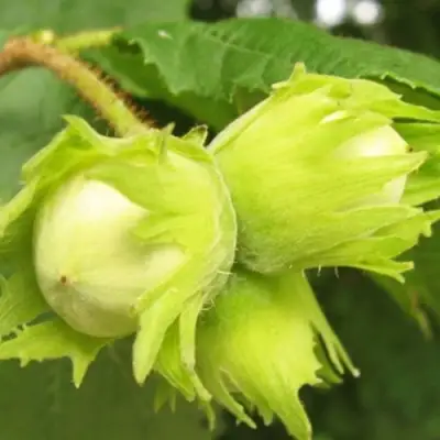 Фундук КАТАЛОНСКИЙ в Пинске