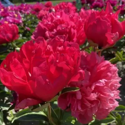 Пион БЕЛГРАВИЯ травянистый в Пинске