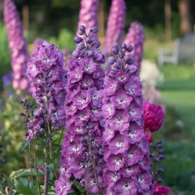 Дельфиниум ДЕЛЬФИС ПИНК ПАУЭ высокий в Пинске