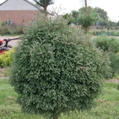 Туя вересковидная в Пинске