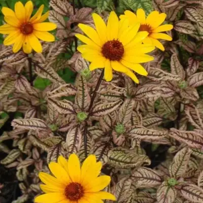 Гелиопсис САММЕР ПИНК в Пинске