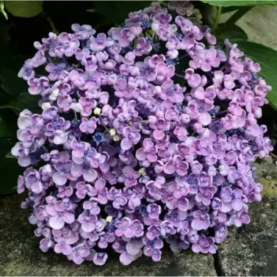 Гортензия АИША крупнолистная  в Пинске