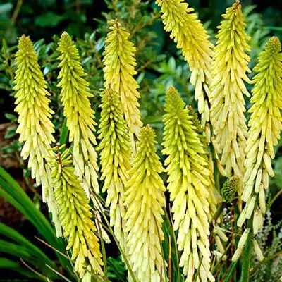 Книфофия ЛИТТЛ МЕЙД гибридная в Пинске