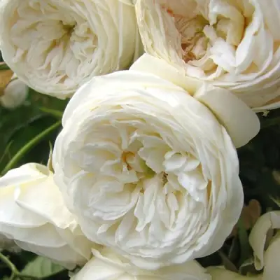 Роза АРТЕМИС шраб в Пинске