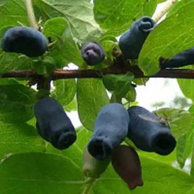Жимолость съедобная НАРЫМСКАЯ в Пинске