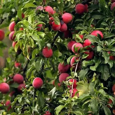 Слива КЛЕОПАТРА в Пинске