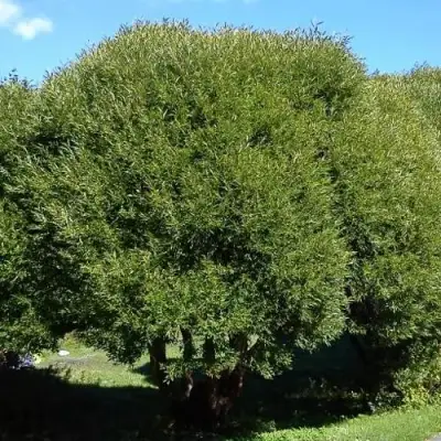 Ива ломкая  в Пинске