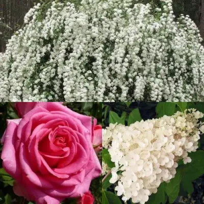 Комплект ВЕЧНАЯ КЛАССИКА в Пинске