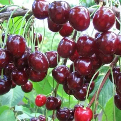 Черешня ОВСТУЖЕНКА в Пинске