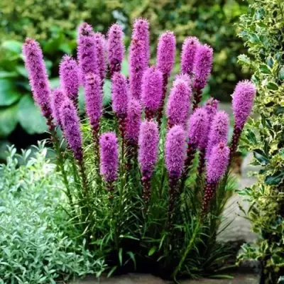 Лиатрис РОЗЕА колосковая в Пинске