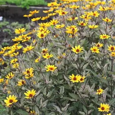 Гелиопсис САММЕР ПИНК в Пинске