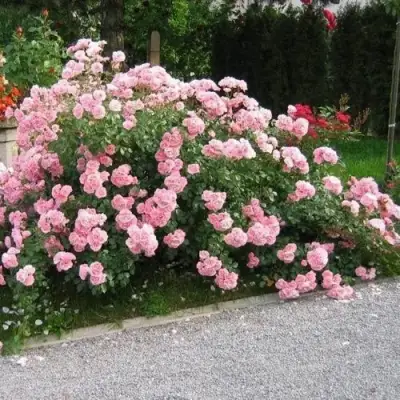 Роза БОНИКА флорибунда в Пинске