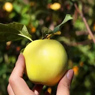Яблоня РОССИЯНКА в Пинске