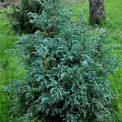 Кипарисовик БЕБИ БЛЮ горохоплодный в Пинске