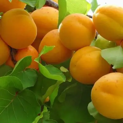 Абрикос ЖИГУЛЕВСКИЙ СУВЕНИР в Пинске