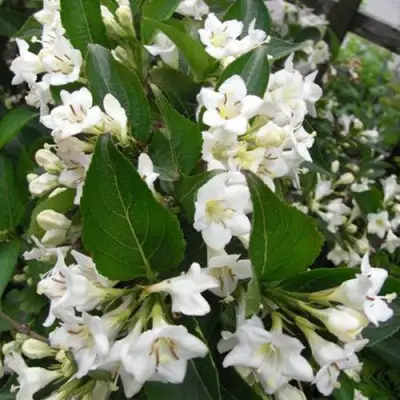 Вейгела БРИСТОЛЬСКАЯ СНЕЖИНКА в Пинске