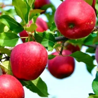 Яблоня МОДИ в Пинске